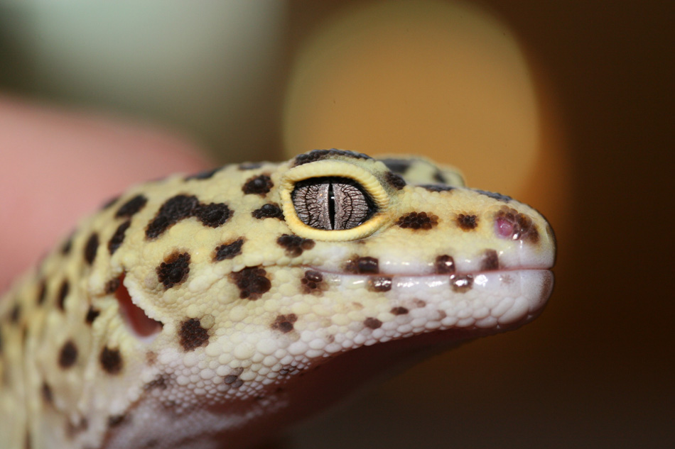DeviantArt: More Like Leopard Gecko by Delacorr