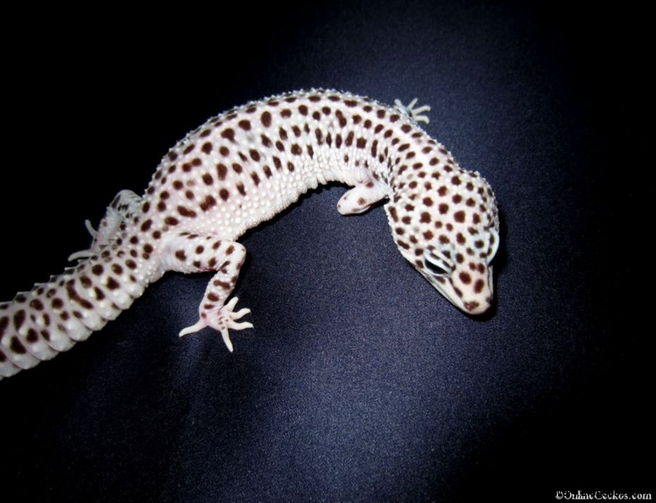 Leopard Gecko Mack Snow | Wallpapers Gallery