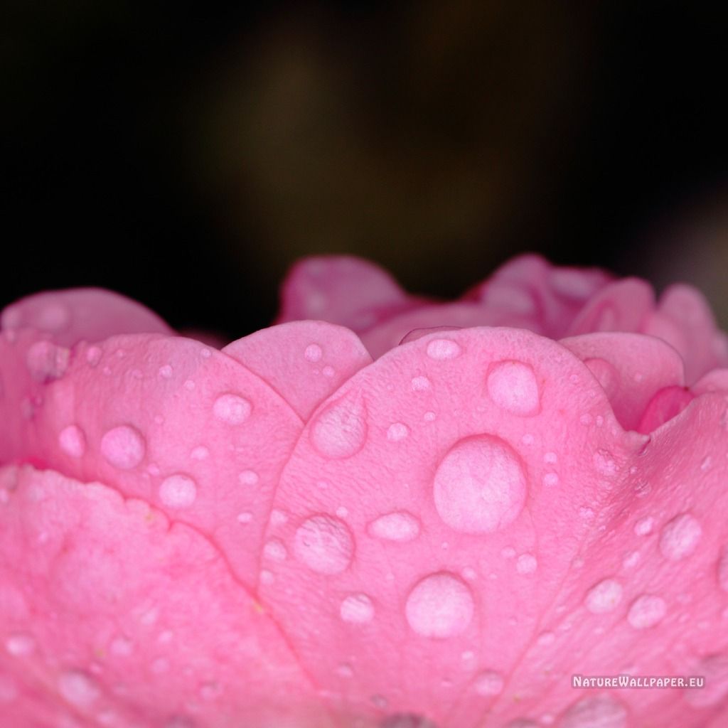 1024x1024 wallpaper Pink Rose Petals With Water Drops iPad, iPad 2 ...