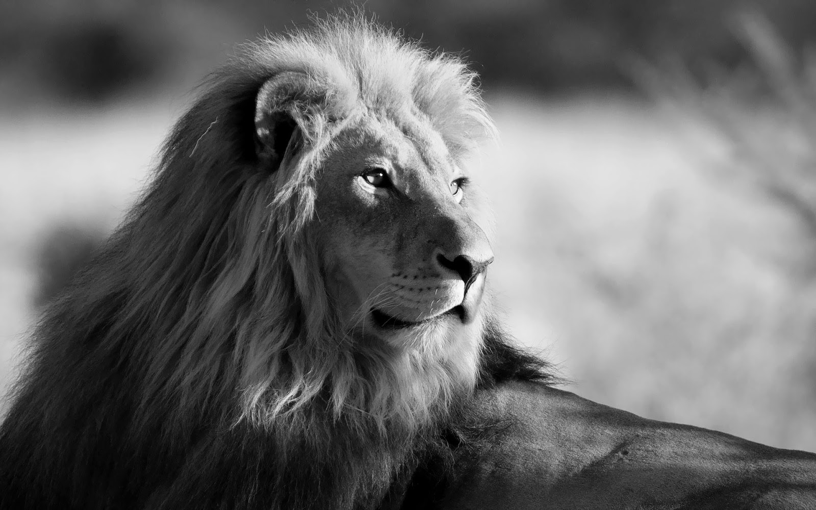 Lion Wallpaper Black And White images