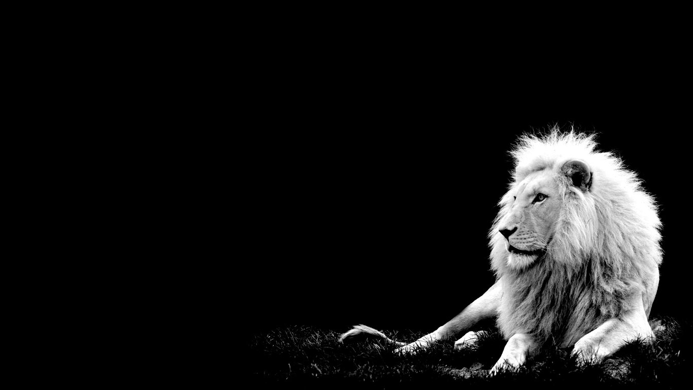 Lion Photos Black And White images