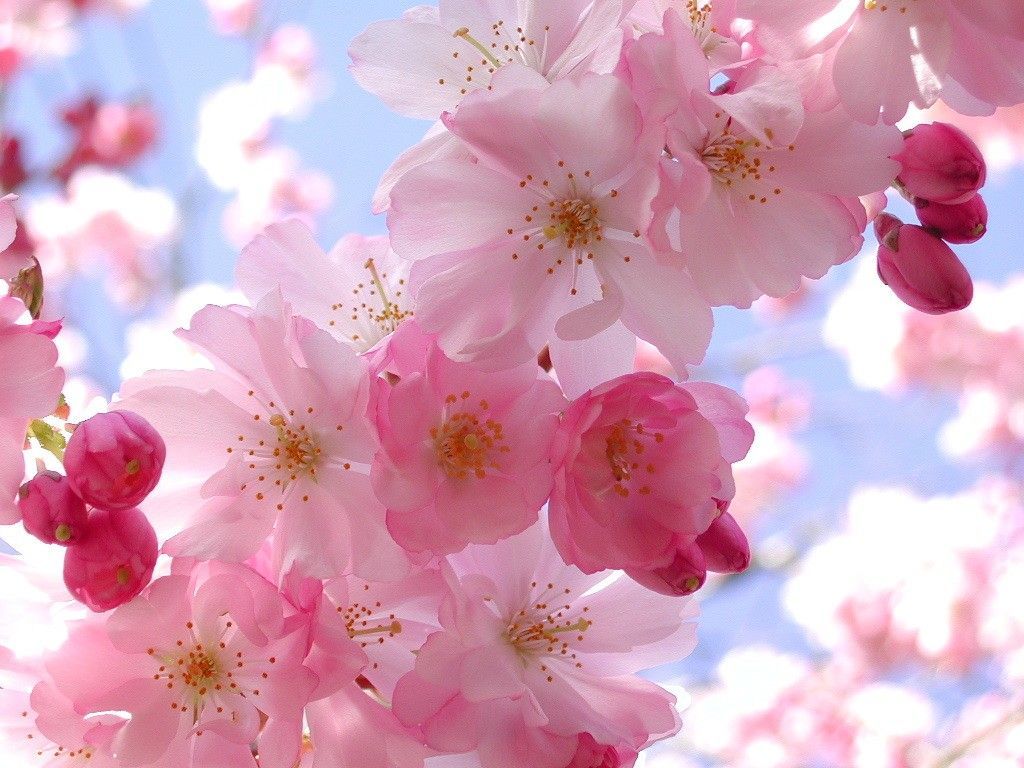 Pretty Pink Flower Wallpaper Computer HD Wallpapers wallpapers at