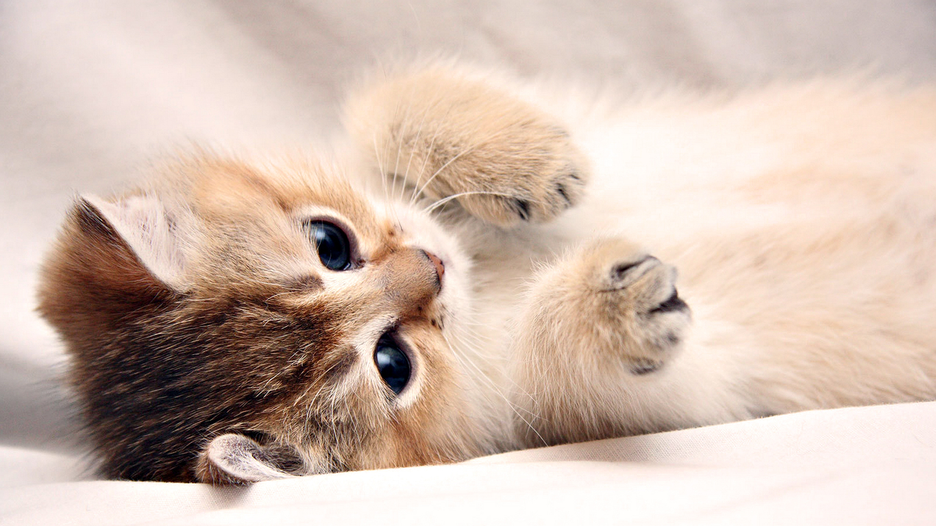 Cute Cat Live Wallpapers MK4 | Pretty Wallpapers HD