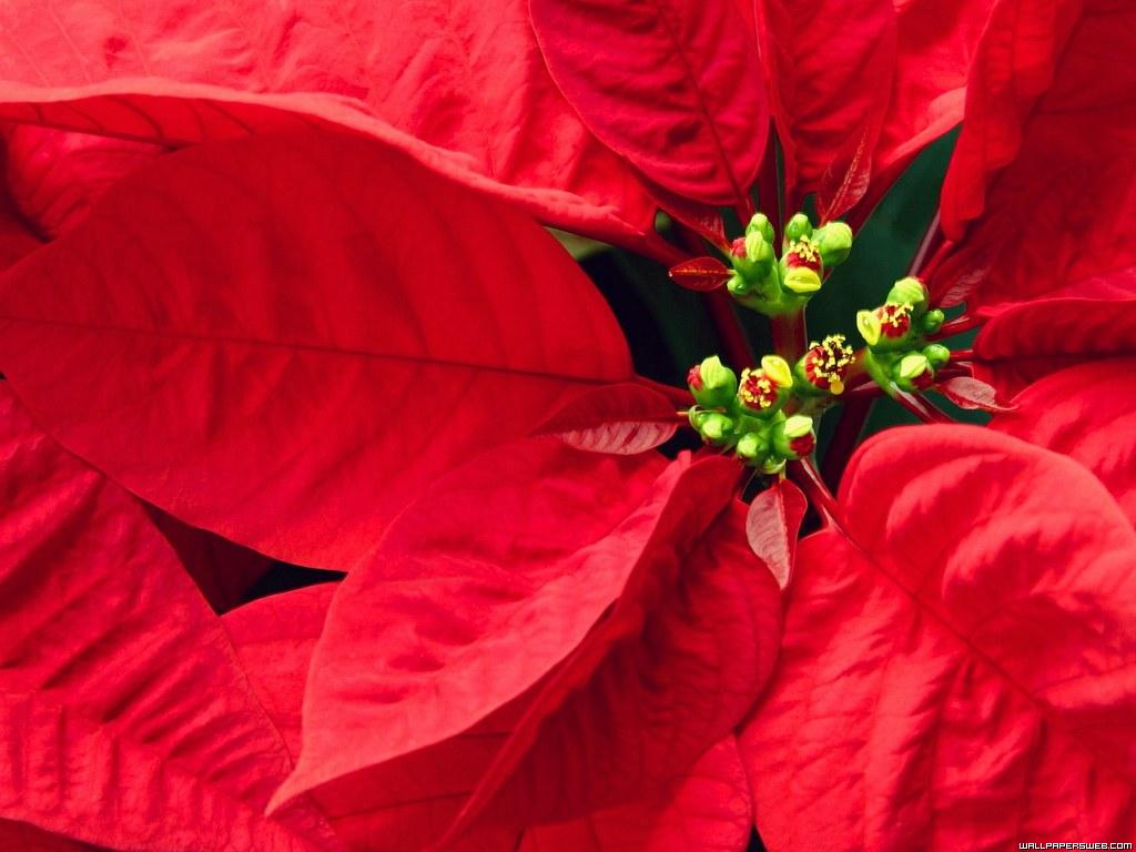 Wallpapers Pretty Girls Free Poinsettia And Backgrounds 1024x768 ...