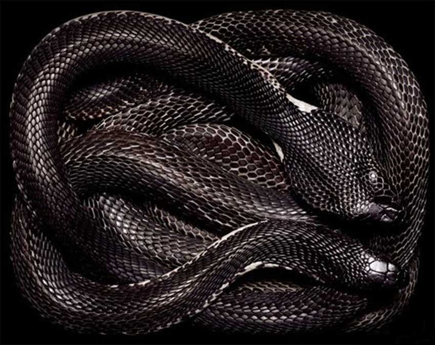 ovquibita: snakes wallpapers