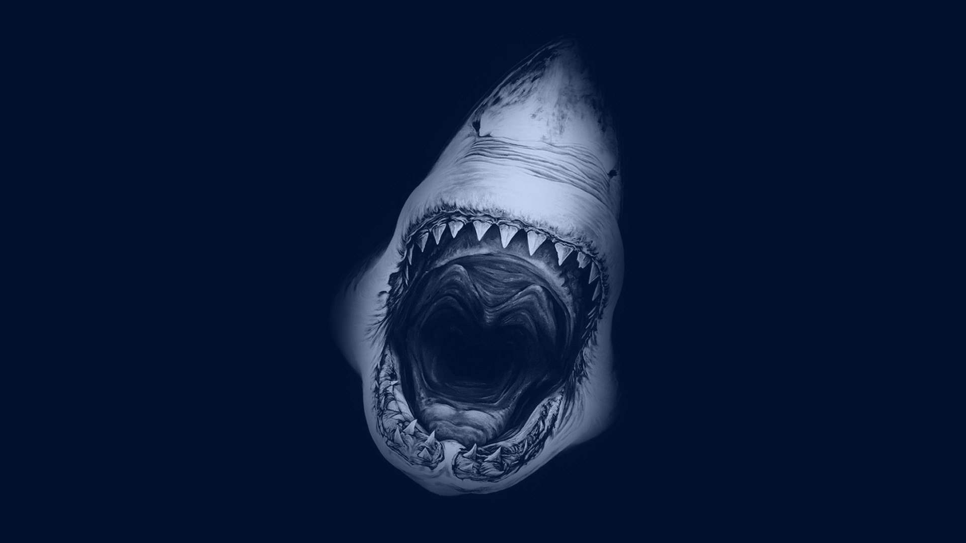 Deadly shark grin wallpapers and images - wallpapers, pictures, photos