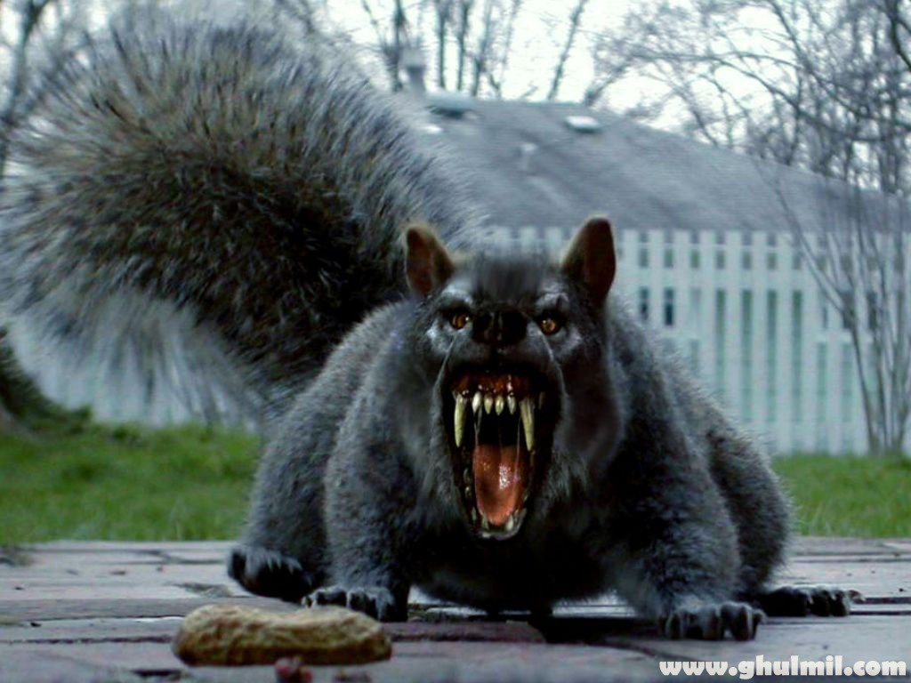 amazing pictures: Deadly Squirrel