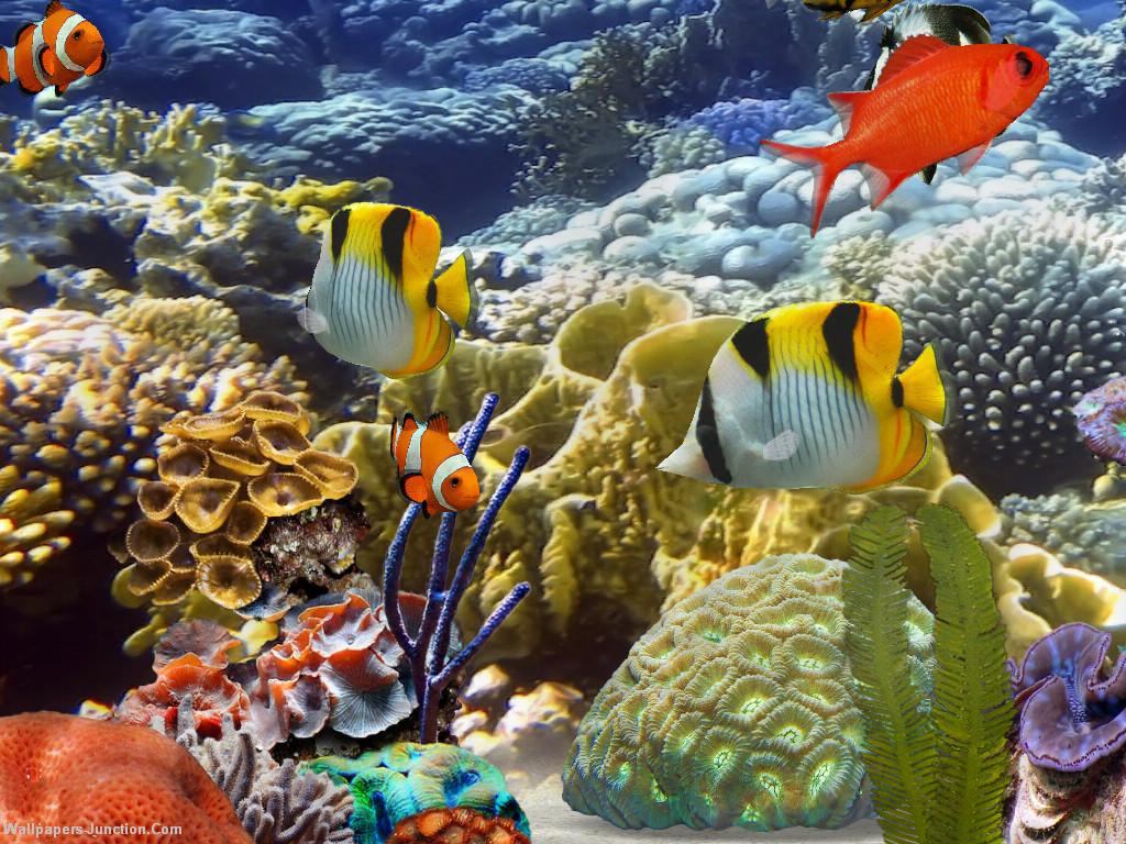 Download Free Aquarium Wallpapers In HD