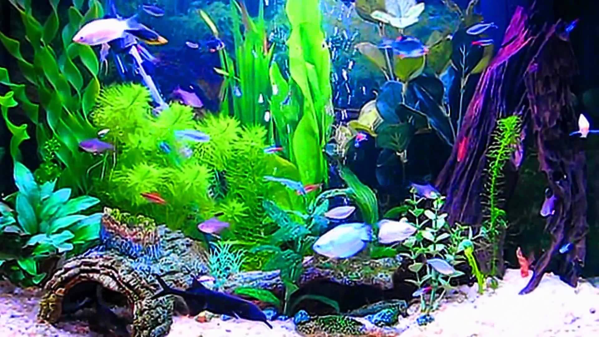 HD Aquarium Wallpaper - Bing images