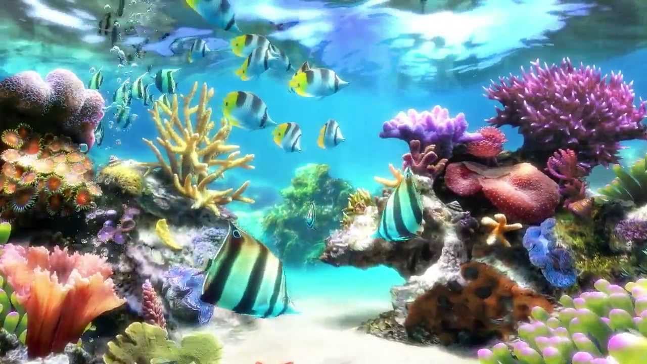 Sim Aquarium - Screensaver & Live Wallpaper - YouTube