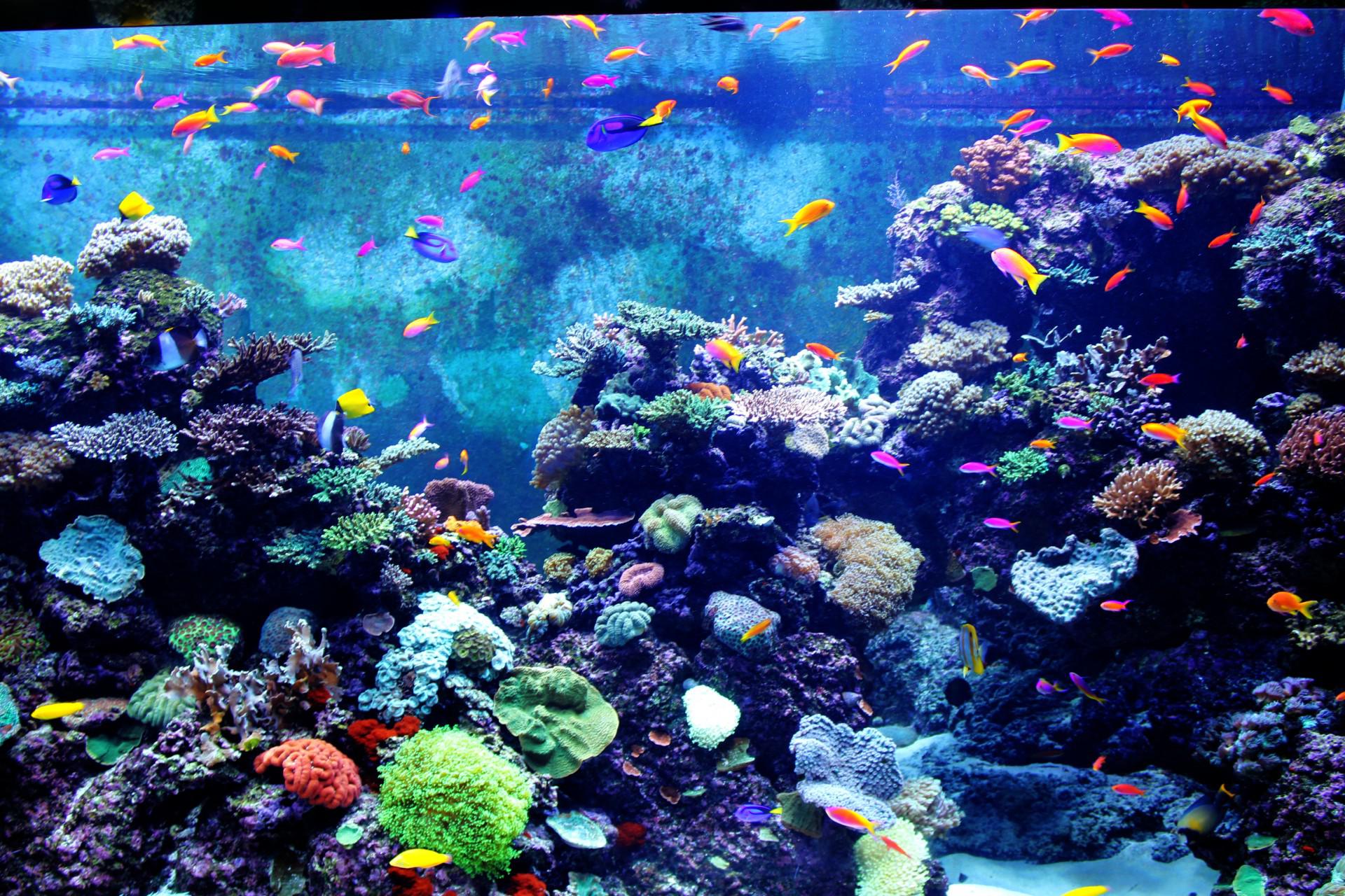 the real aquarium hd