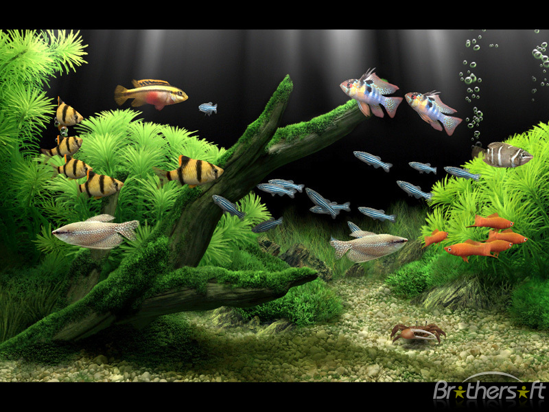 Download Free Dream Aquarium Screensaver, Dream Aquarium ...