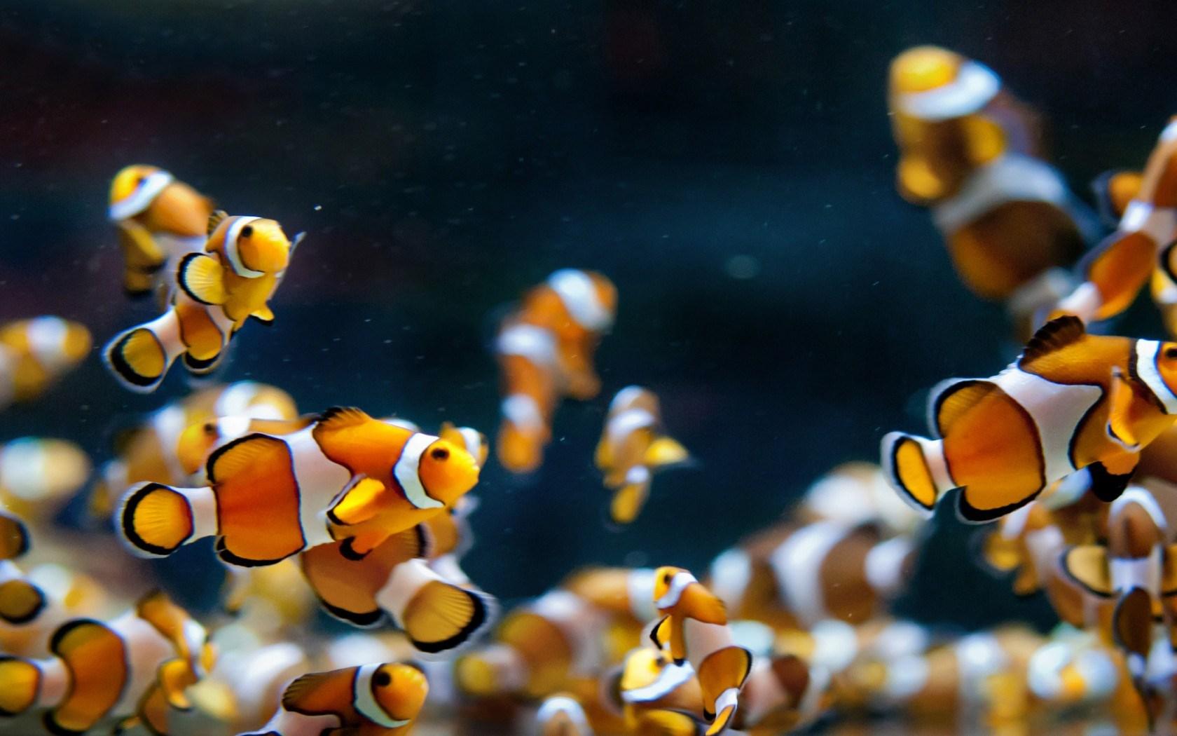 Hd live wallpaper fish aquarium dowload