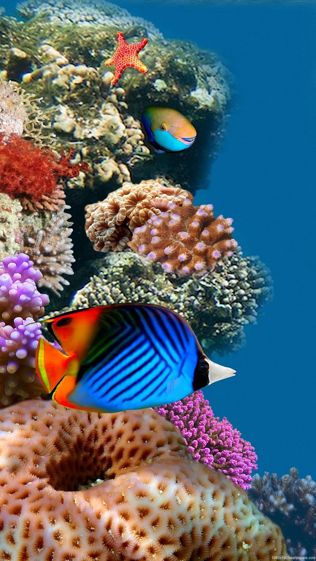 1080x1920 Desktop Aquarium Wallpapers HD