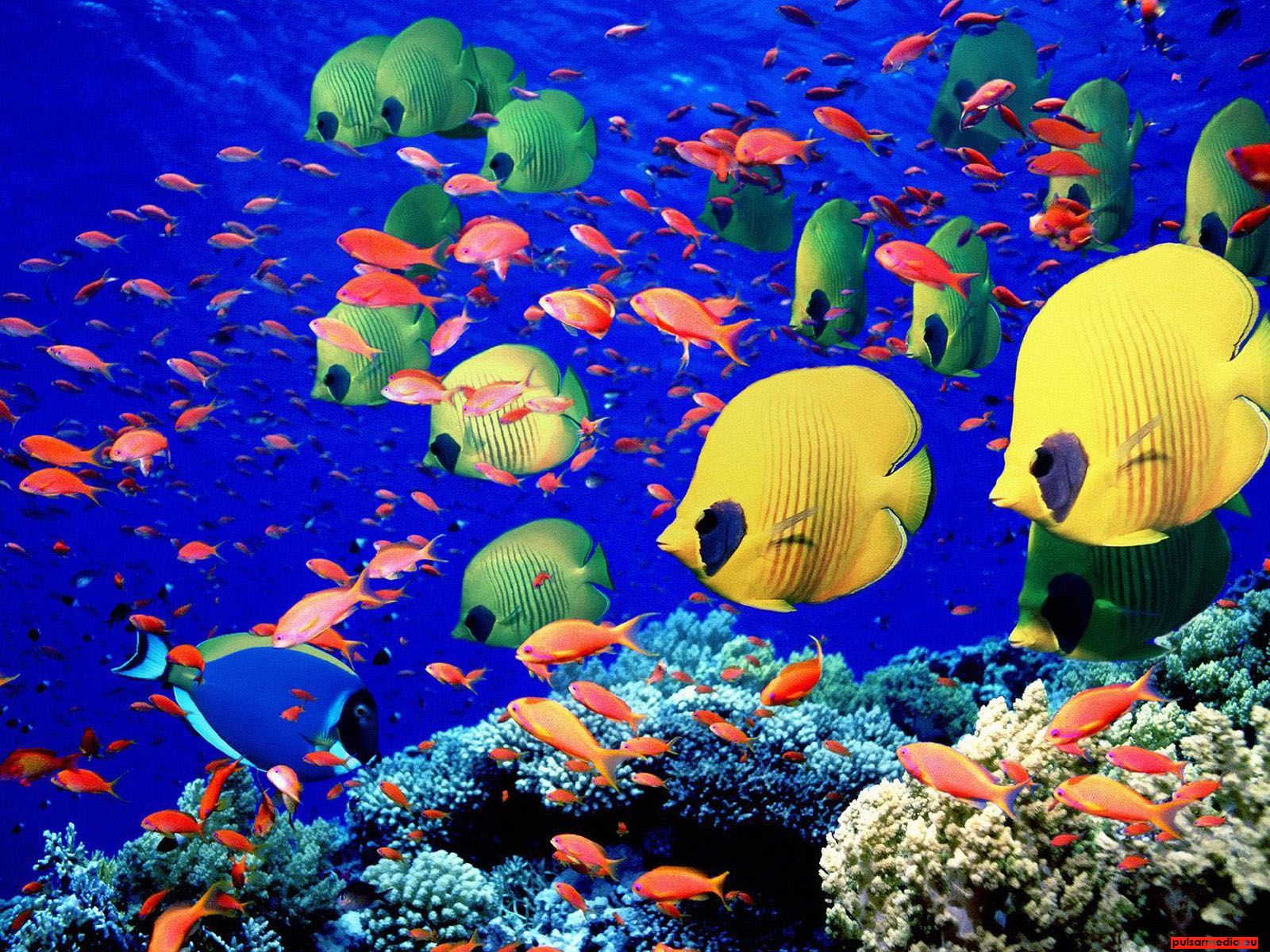 free-aquarium-hd-wallpaper-3D.jpg