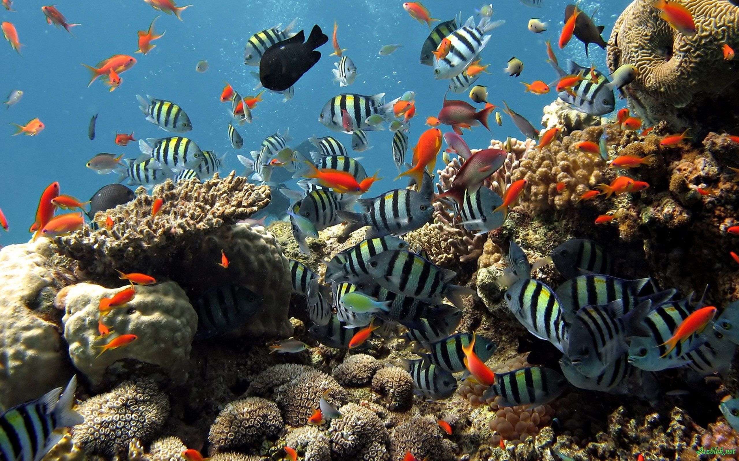 Fish aquarium live hd wallpaper free download 3D