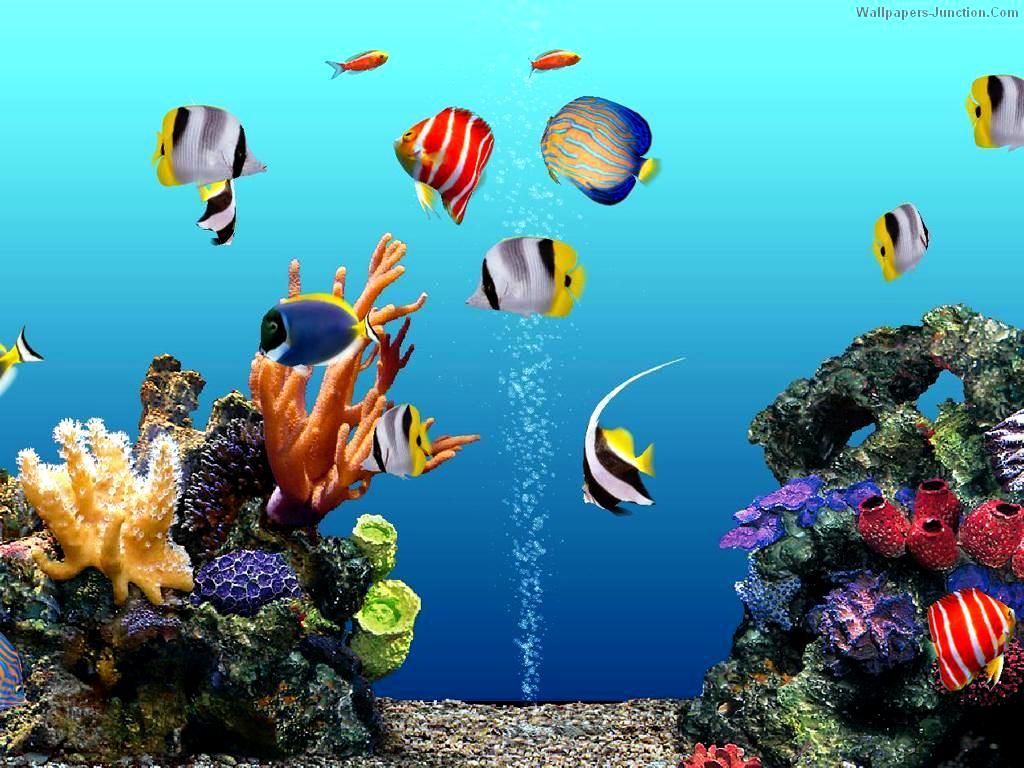Creating Unique PC With Free Aquarium Backgrounds: Animal by Free ...