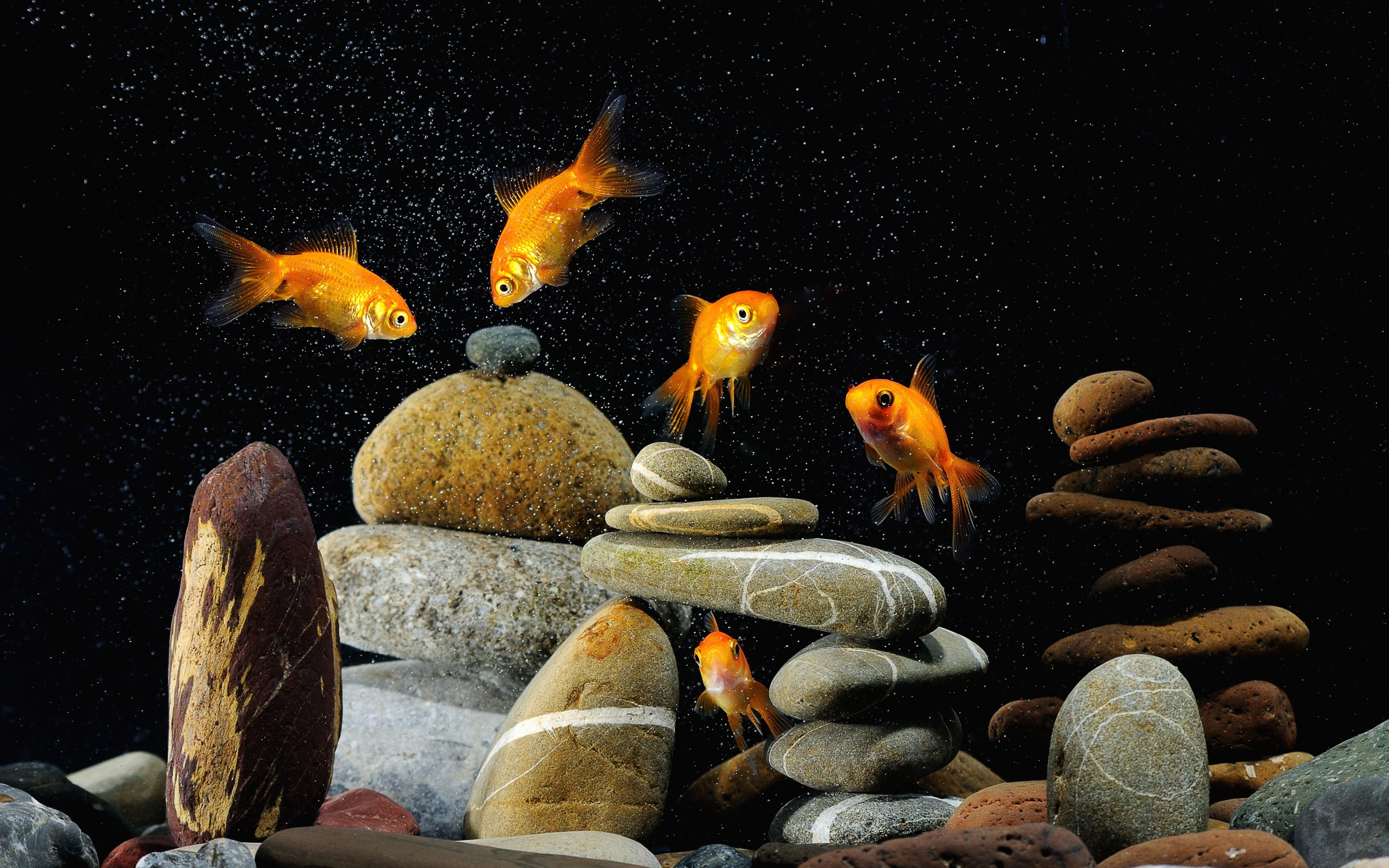 Ultra HD 4K Fish Wallpapers HD, Desktop Backgrounds 3840x2400 ...