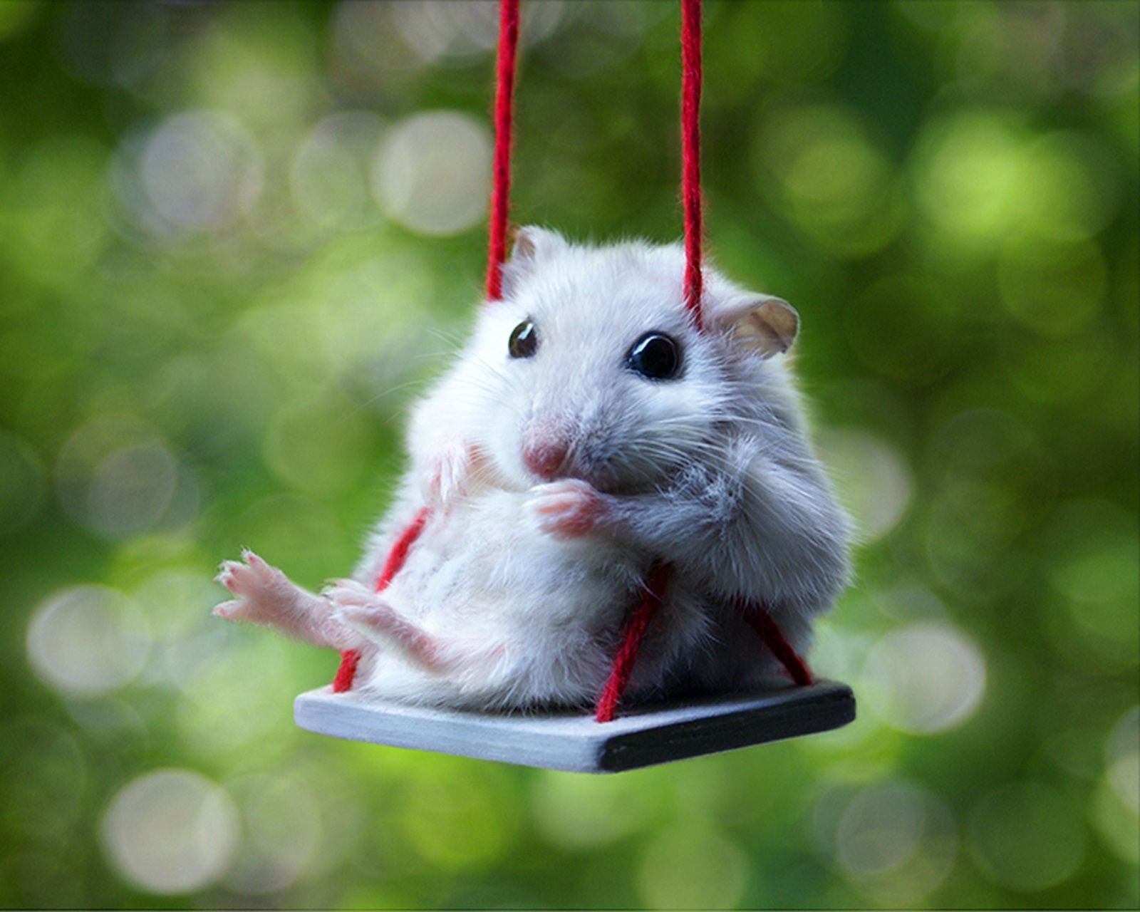 Hamster-Swinging-Wallpapers.jpg