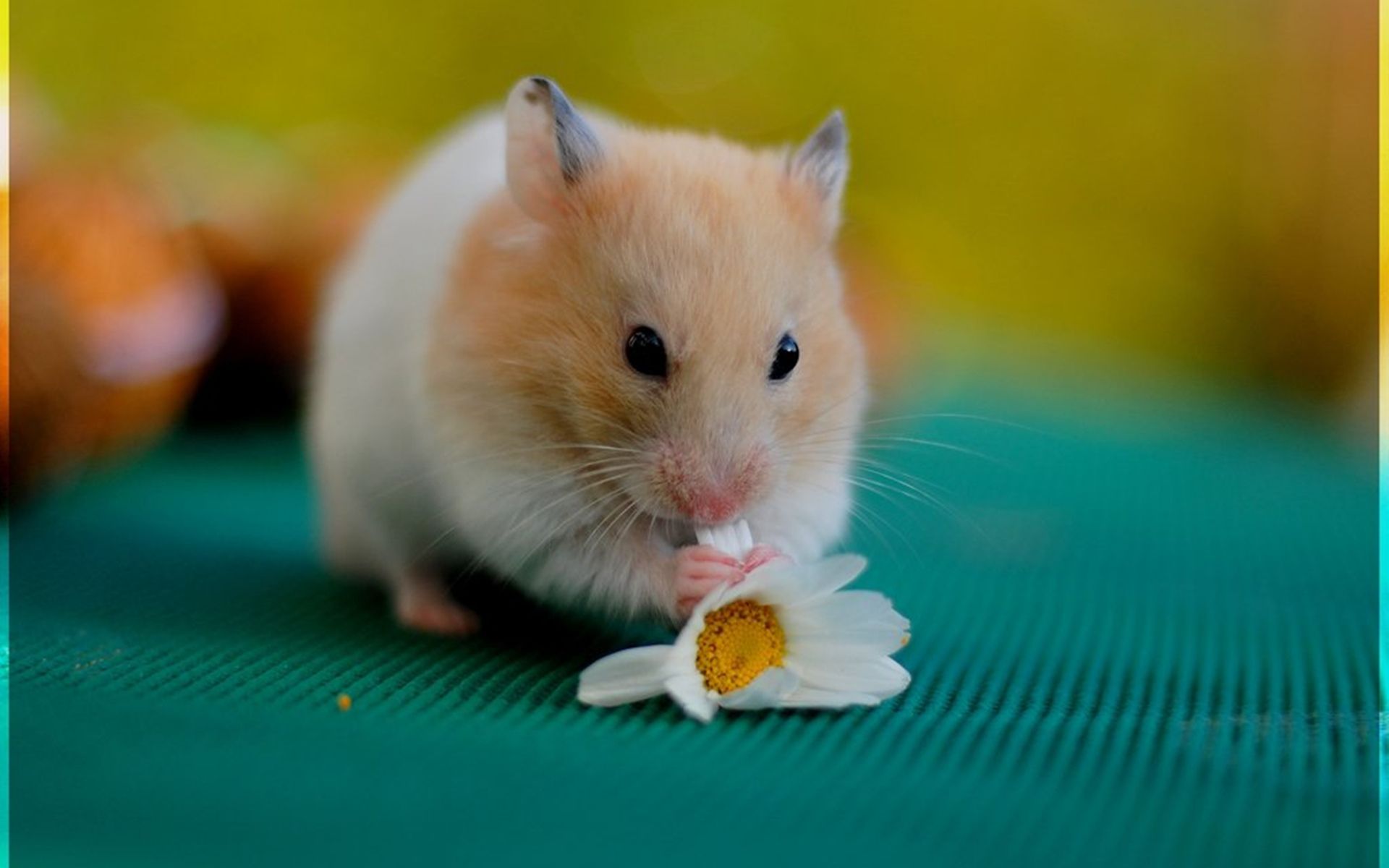 Hamster-Eating-Flower-Wallpaper-HD.jpg