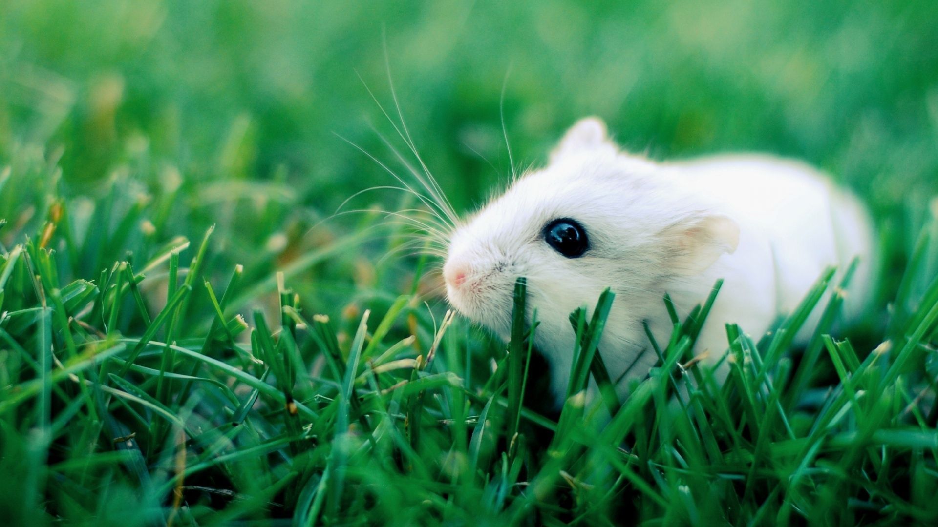 Download Wallpaper 1920x1080 Hamster, Grass, Rodent, Crawling Full ...