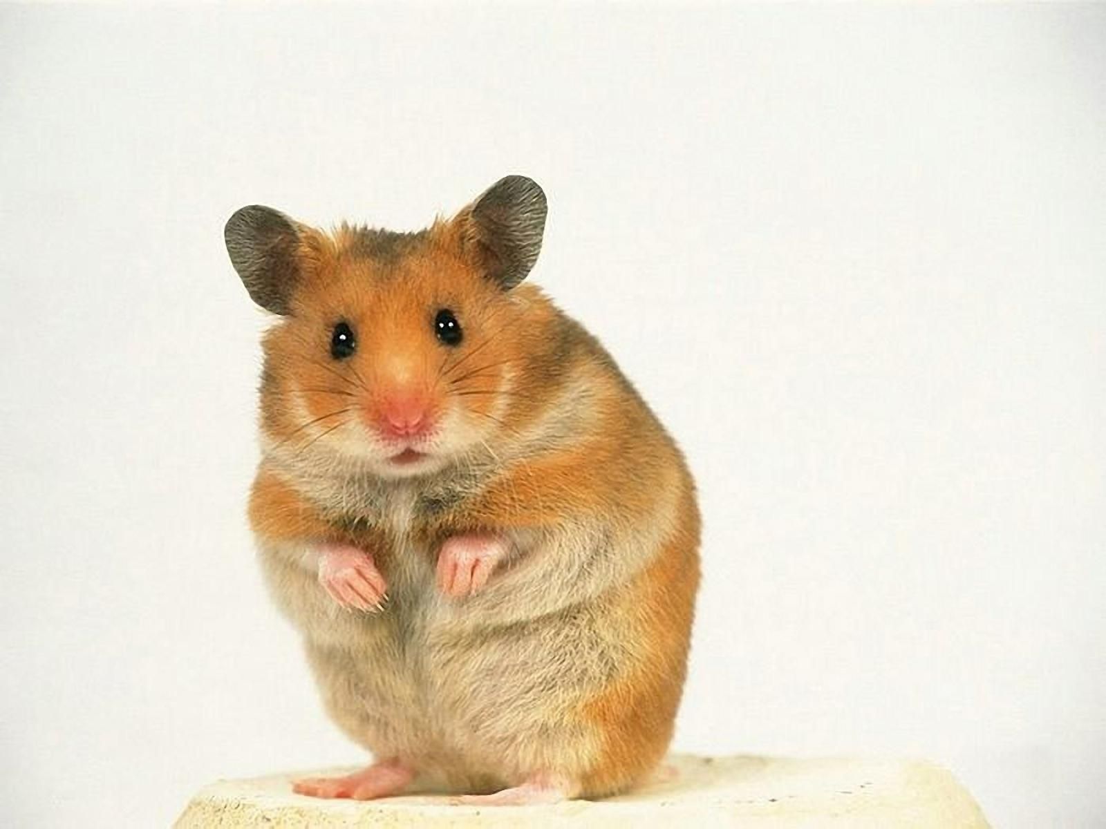 Pet Hamster 1600x1200 Wallpapers, 1600x1200 Wallpapers & Pictures ...