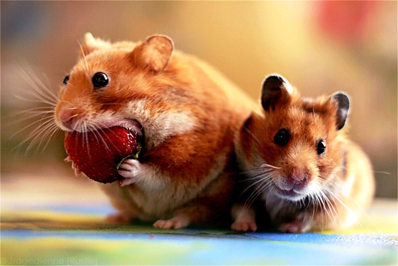 Two-Hamster-Wallpaper-Pics.jpg