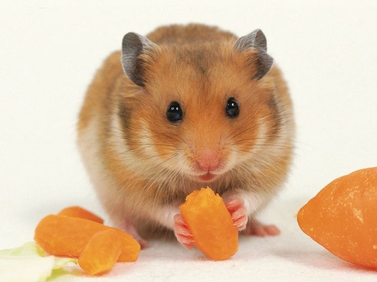 hamsters | hamster Wallpaper, Resolution:1024x768, 129views, Image ...