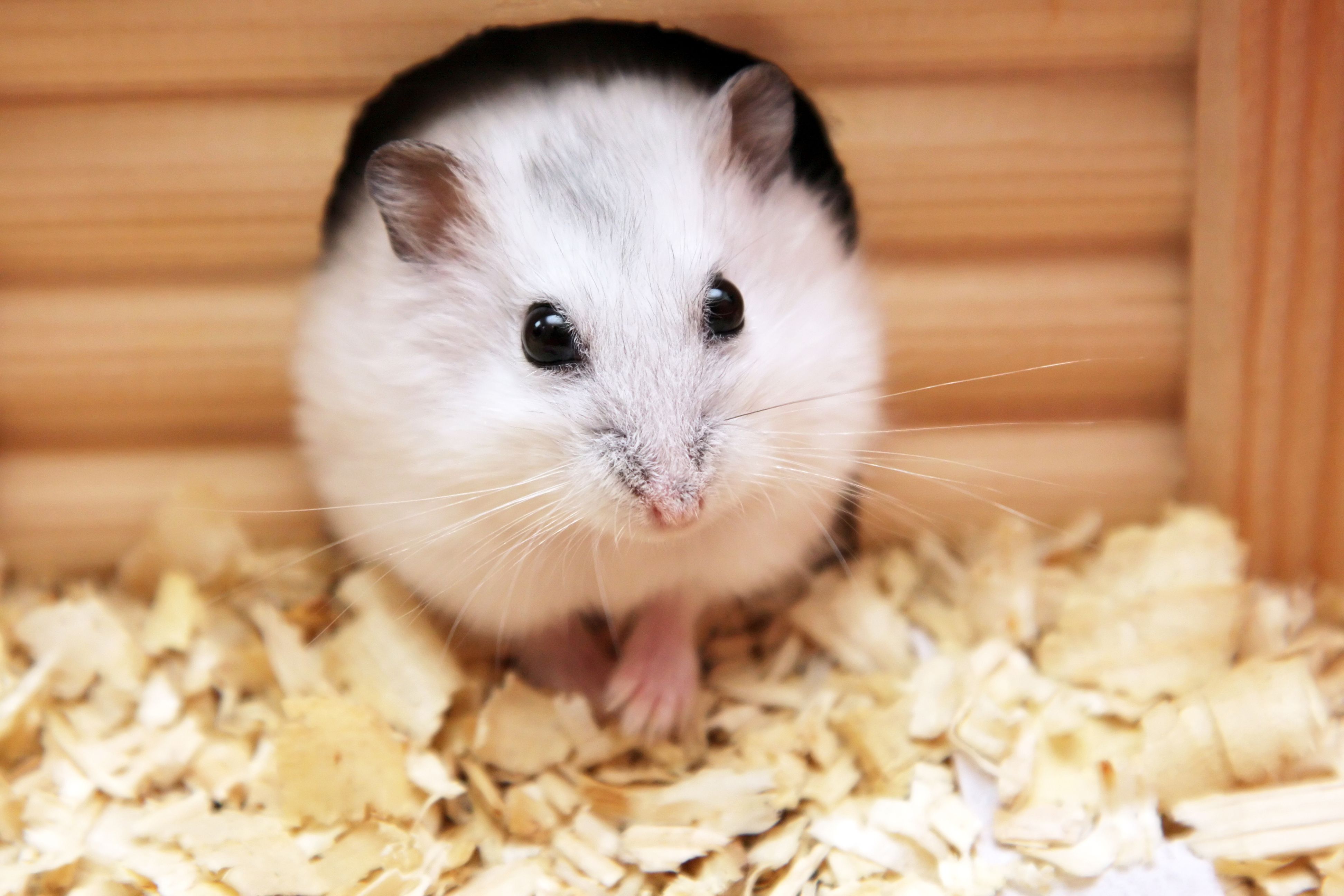 Rodents: Hamster House Cage Facts Small Mammals Pets Thinkstock ...