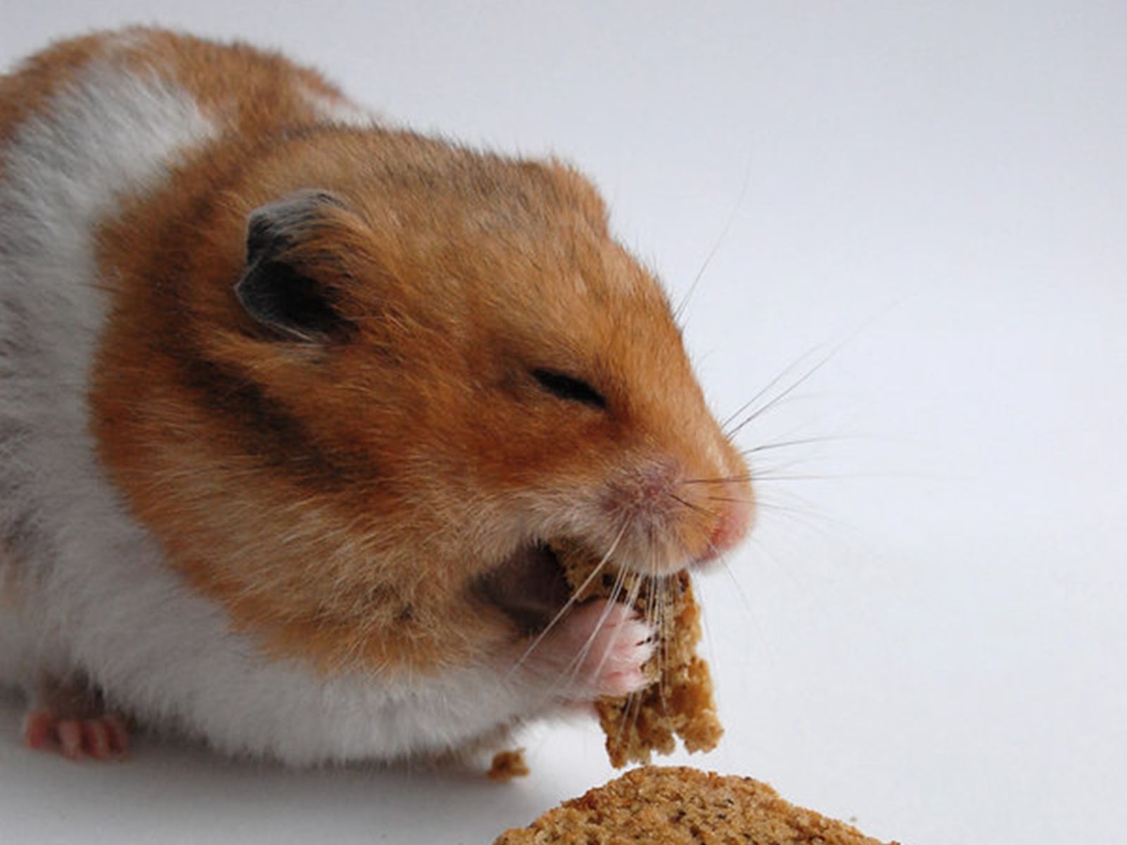 Cute Hamster (id: 200370) – BUZZERG