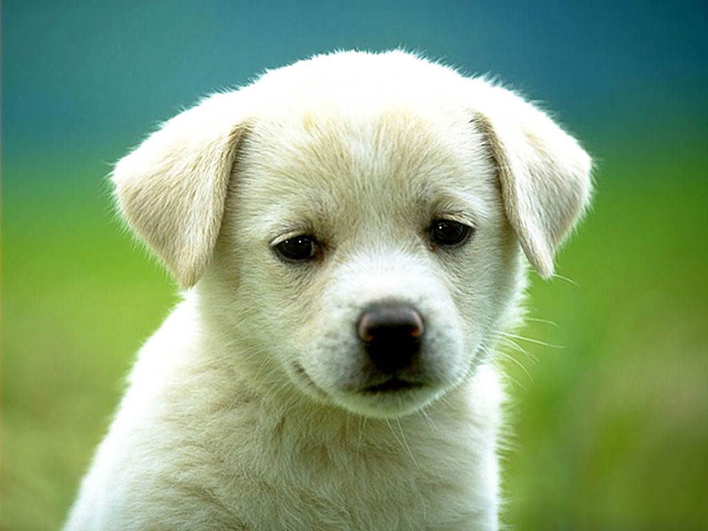 Dog Wallpapers - Animals Town