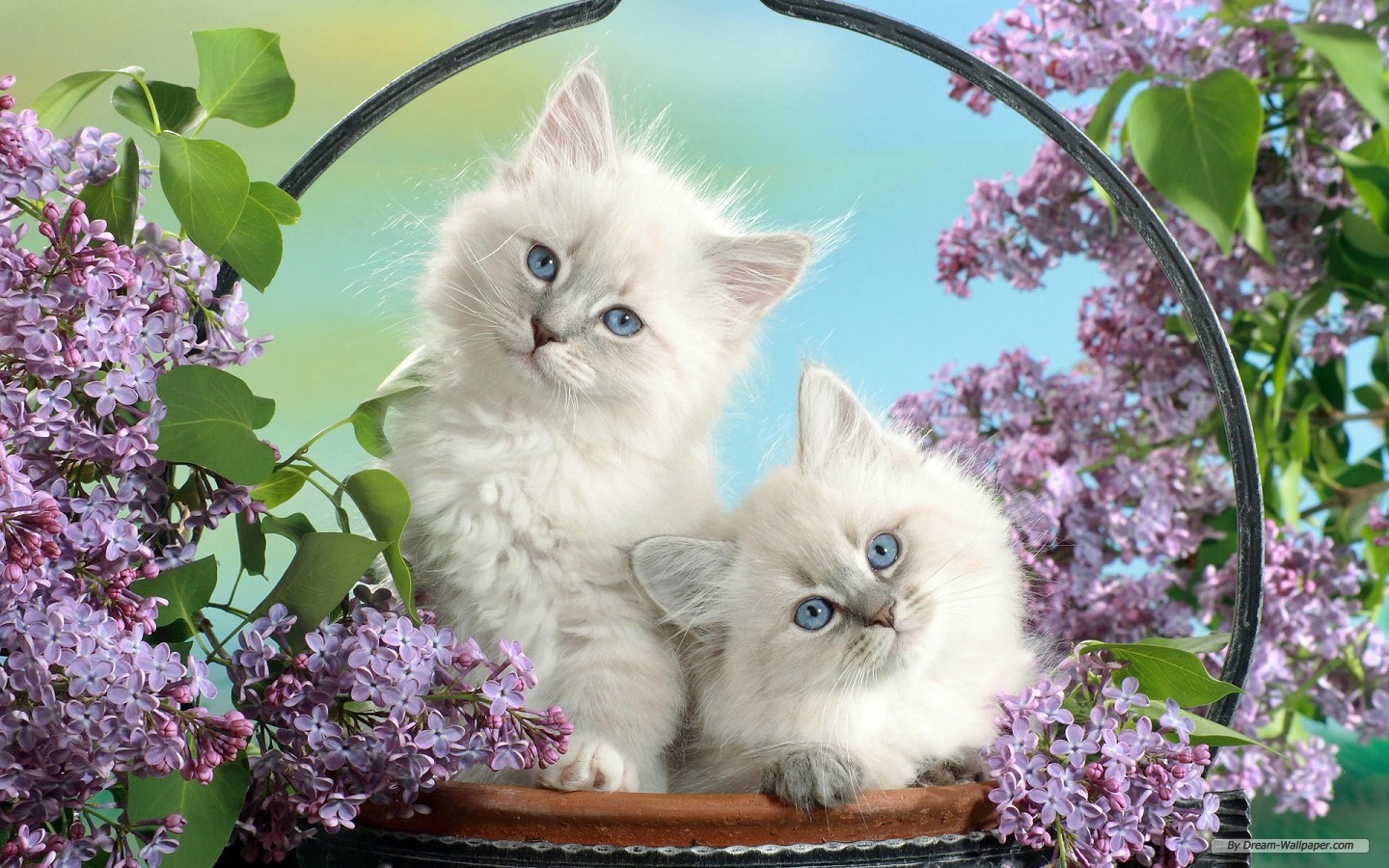 Cute Animal Wallpapers Free Download