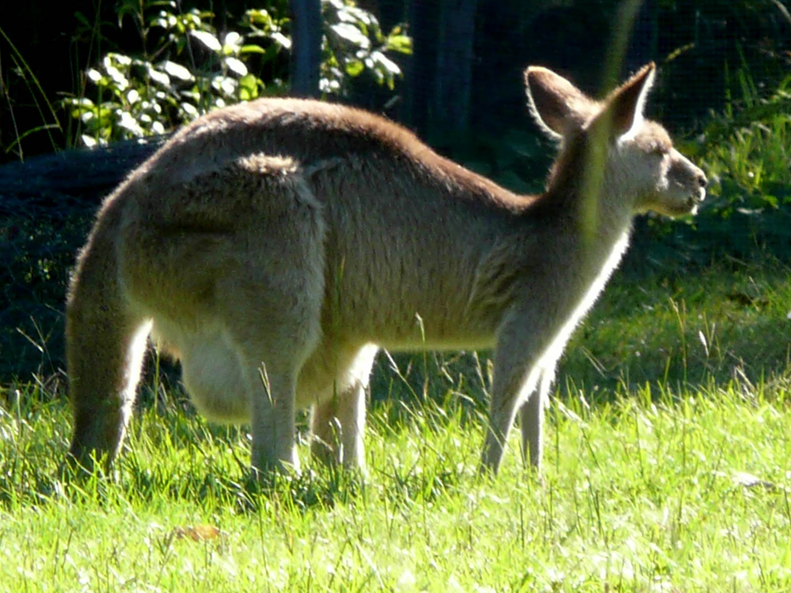 Free Kangaroo Wallpaper - Animals Town