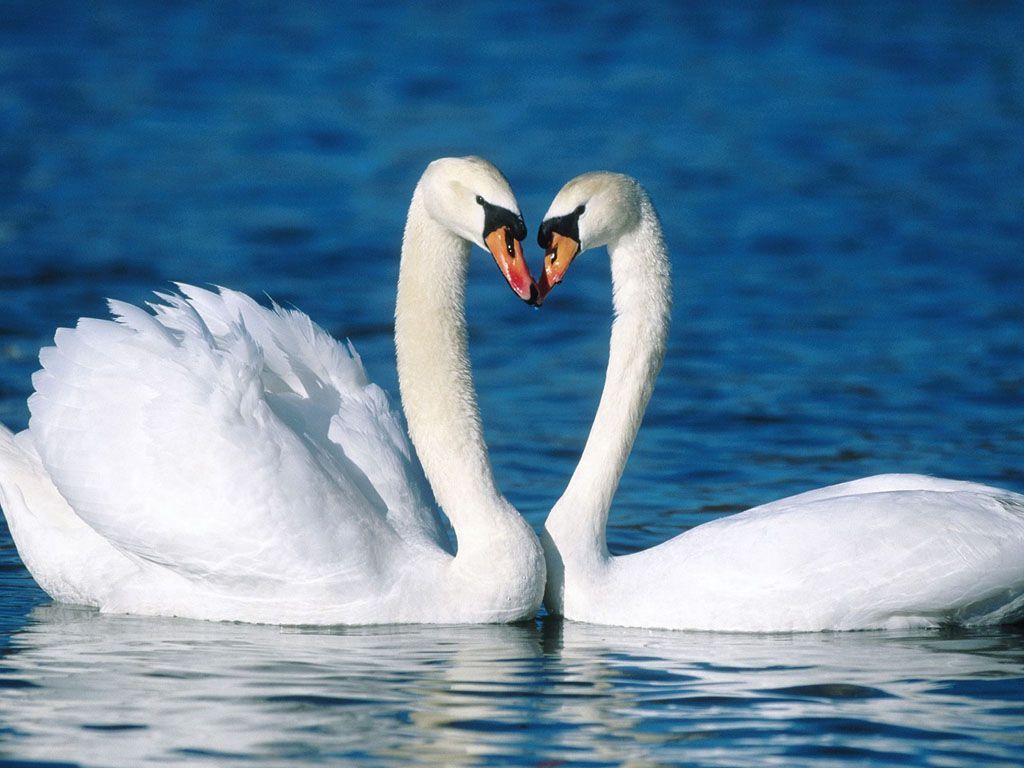 Cute Love Swan Animals Wallpaper Photos Wallpaper