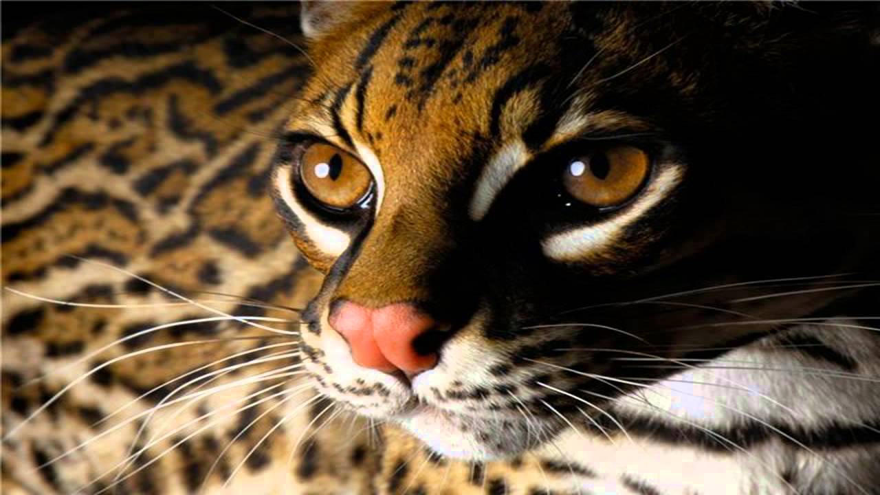 Beautiful Animals Cool Set Of Wild Animal Wallpapers - YouTube