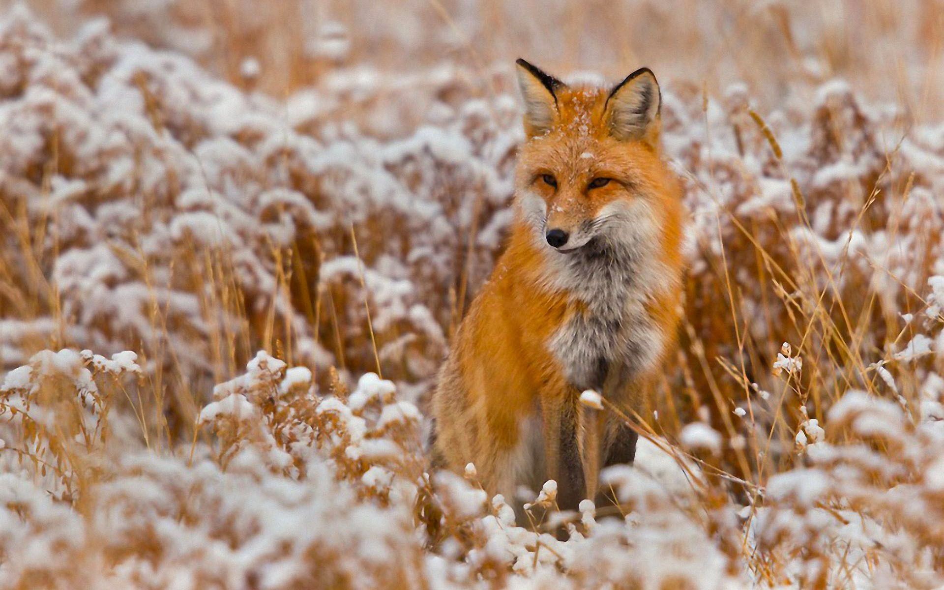 Fox Animal HD Wallpaper Red Fox Animal Pictures Cool Backgrounds