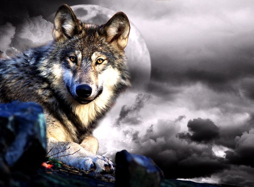 Awesome Wolf Clouds Moon Night Beautiful Wild Fantasy Backgrounds