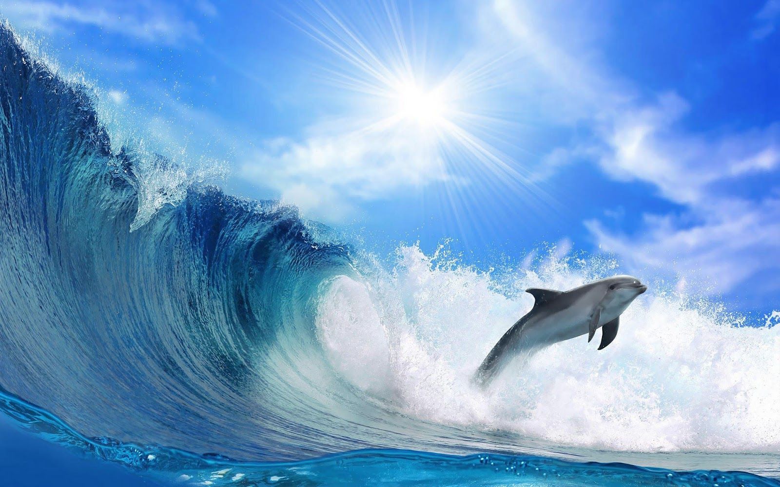 beautiful-wallpaper-of-a-dolphin-and-a-big-wave-hd-animals-wallpapers.jpg