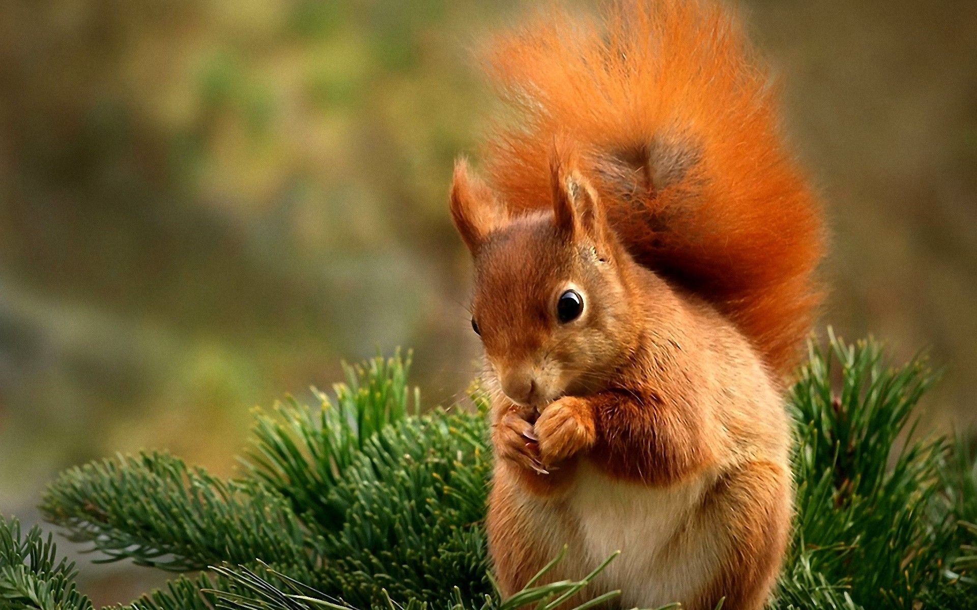 Squirrel Wonderful Cute Sweet Amazing Forest Animals Awesome Fir ...