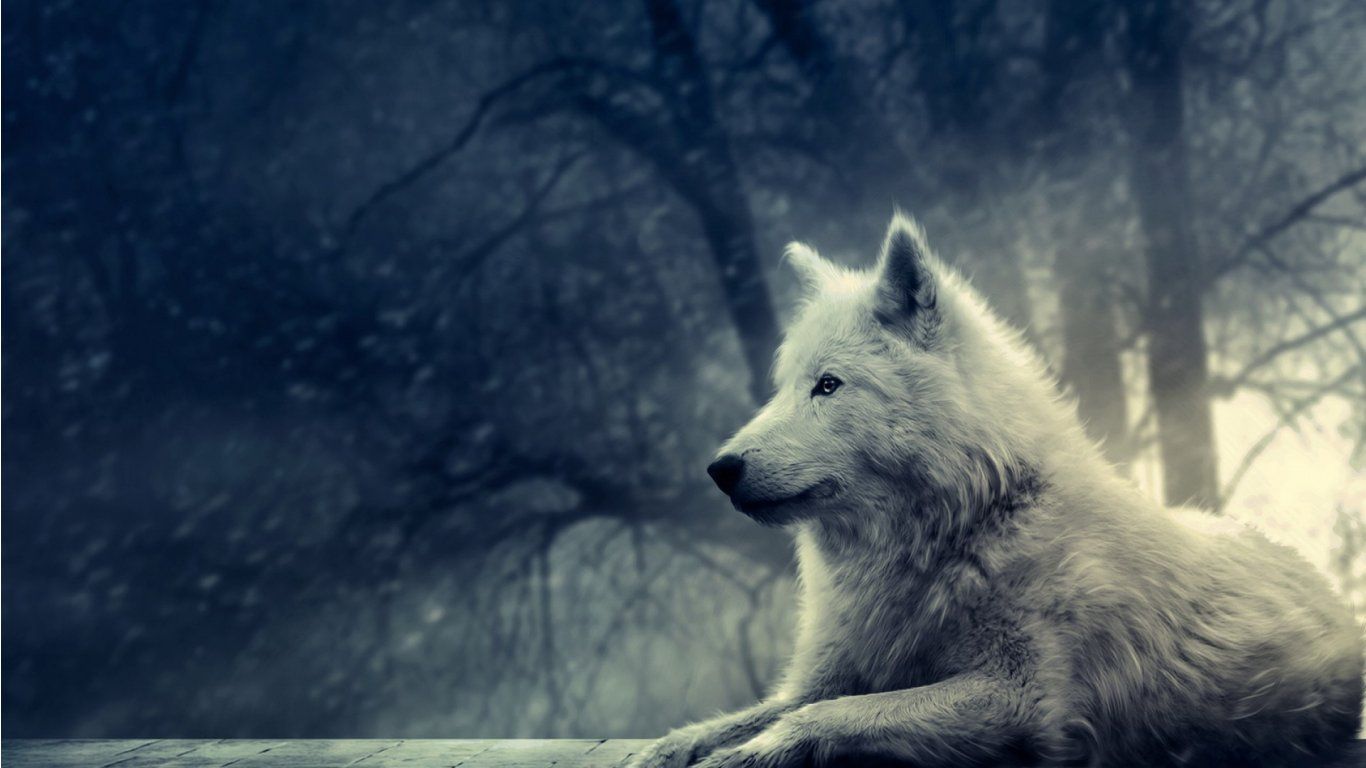 Free animated wolf wallpaper wallpaper