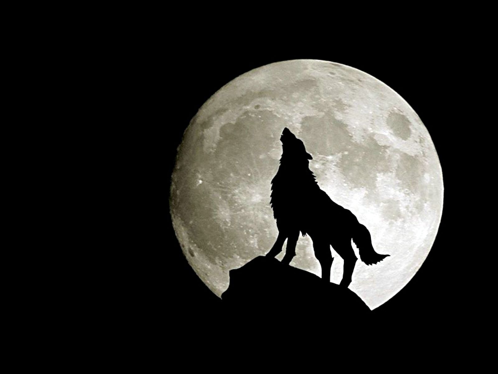 Cool wolf wallpaper