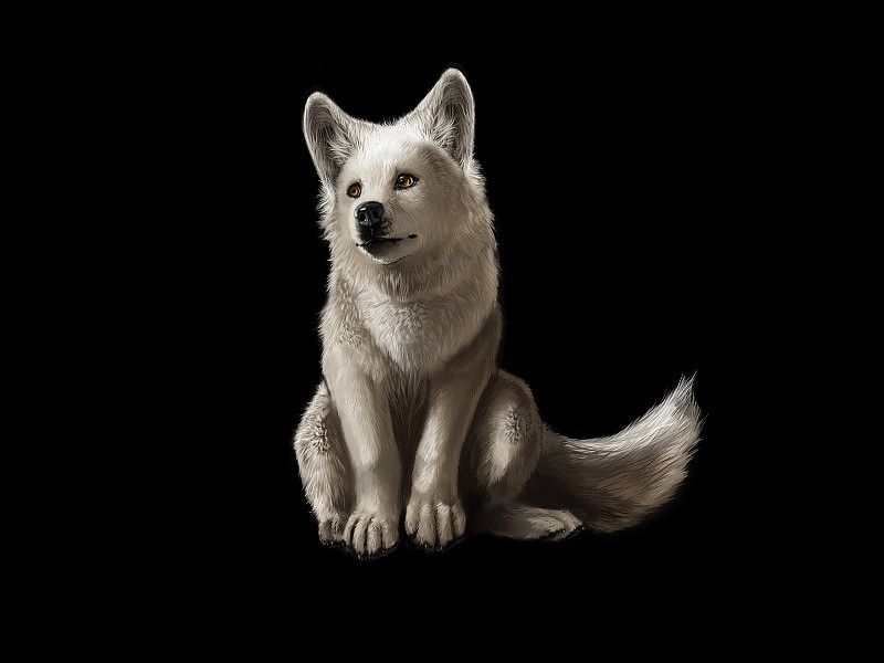 White Wolf Animated Wallpaper free desktop backgrounds and wallpapers