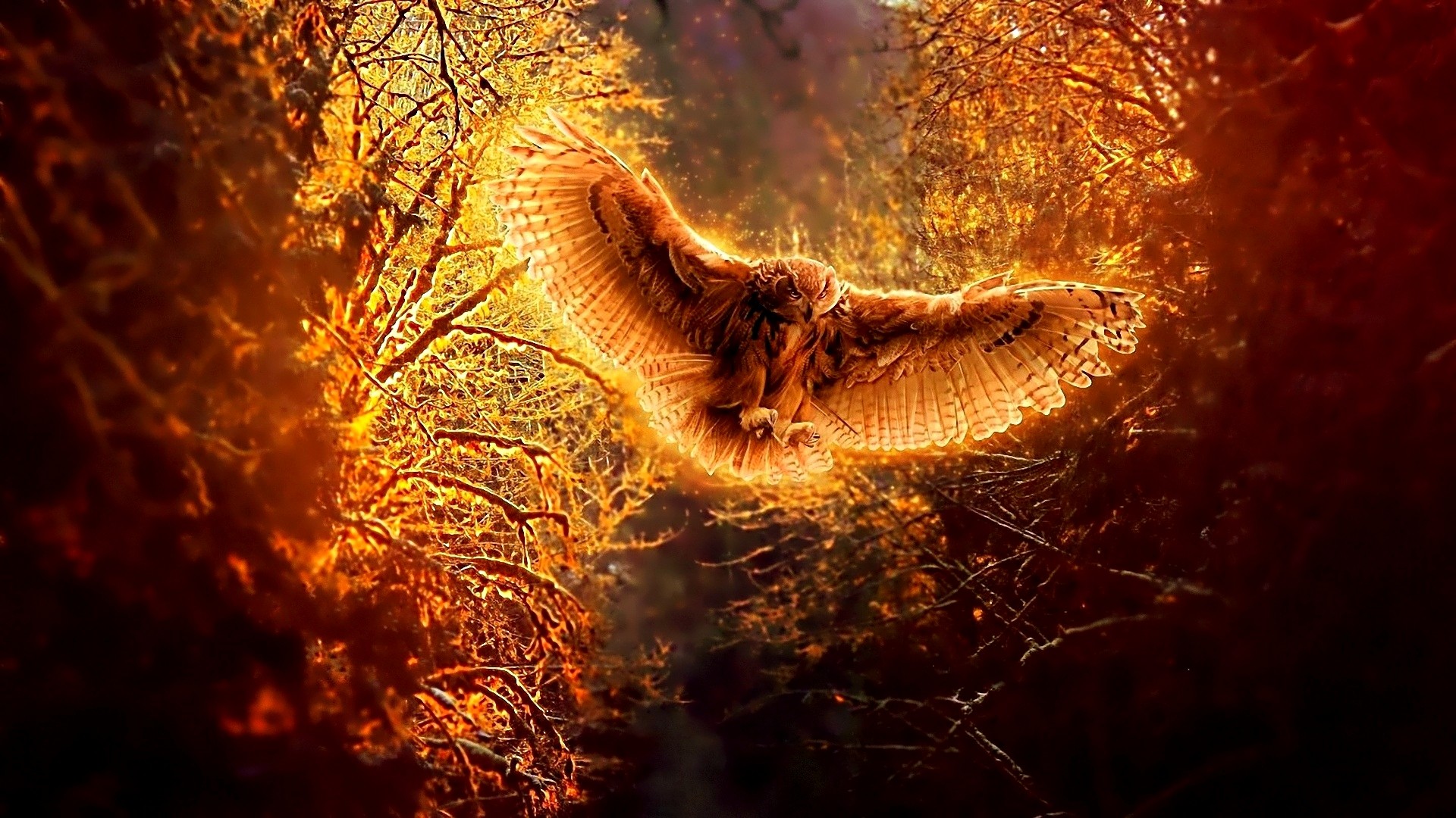 545 Owl HD Wallpapers Backgrounds - Wallpaper Abyss