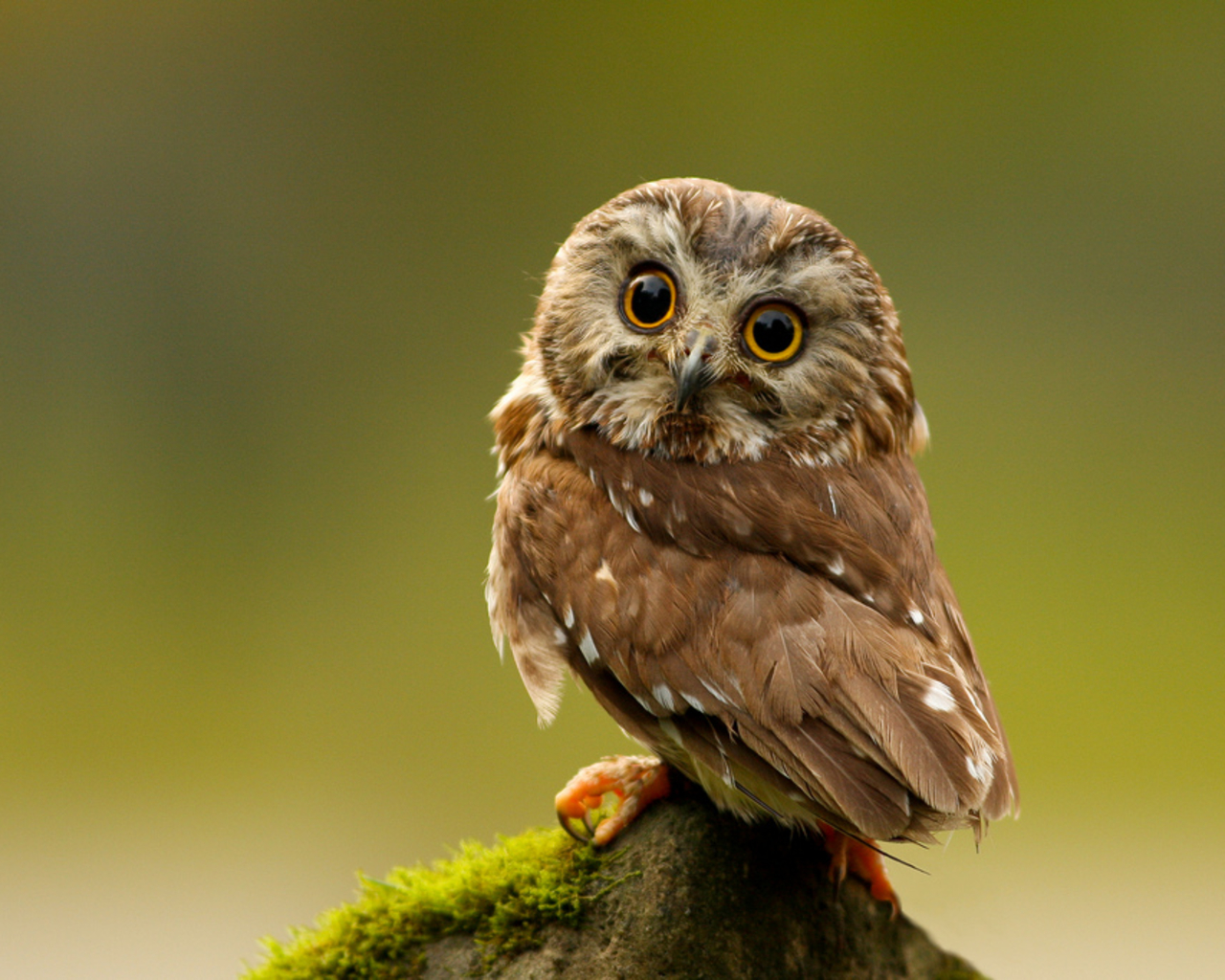 Cute owl wallpaper hd 3 - High Definition Widescreen Backgrounds