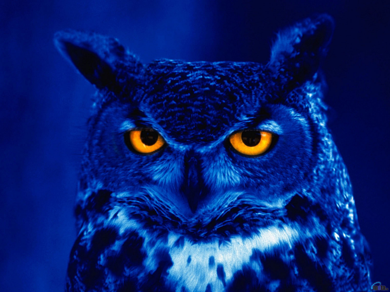 Night Owl Wallpapers - Animal Wallpapers | Wallpaper Send!