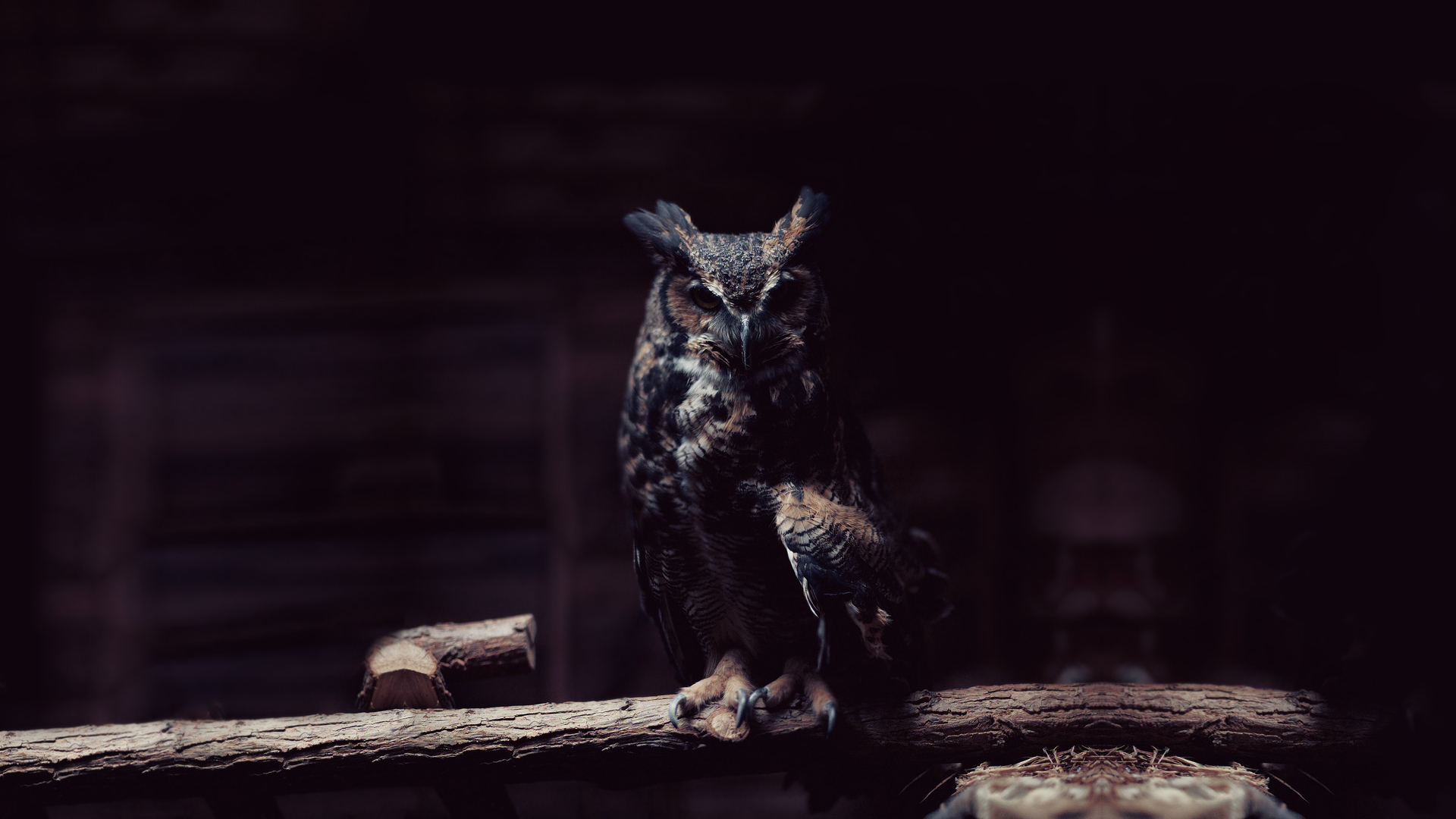 Owl Photography - ID: 27921