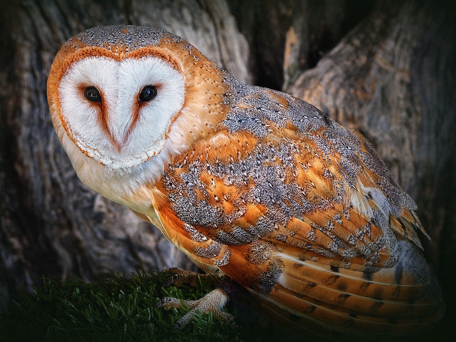 Beautiful Owl Cool Picture Birds Wallpaper Pictures Free ~ Birds ...