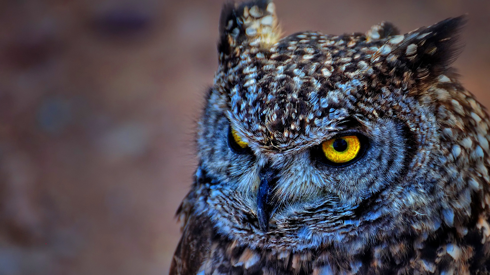 Owl Wallpaper HD