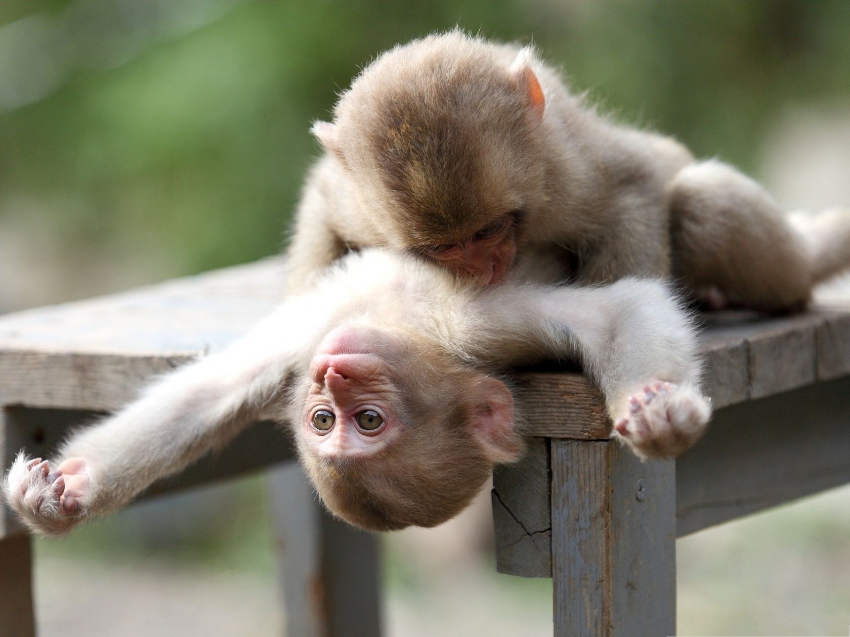 Baby-Monkeys-Picture-Cute-Monkey-Playing-with-Each-Other-Close-Relationship.jpg