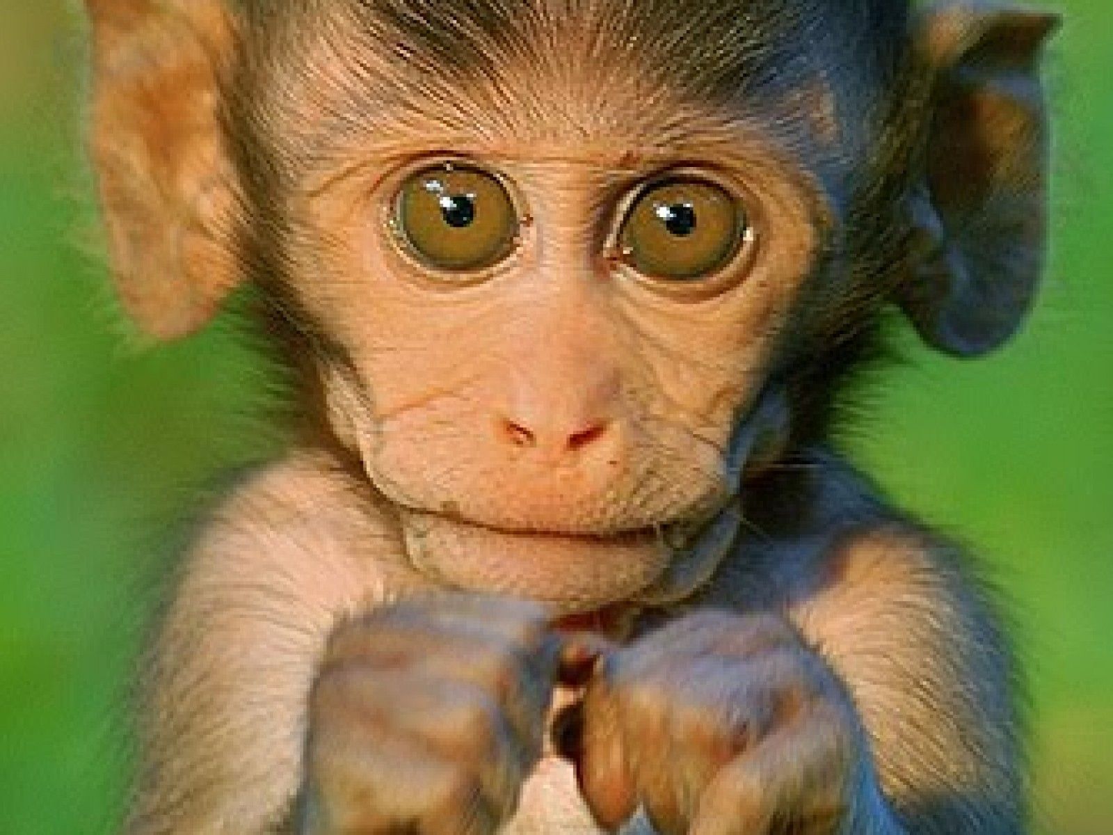 Cute Baby Monkeys - wallpaper.
